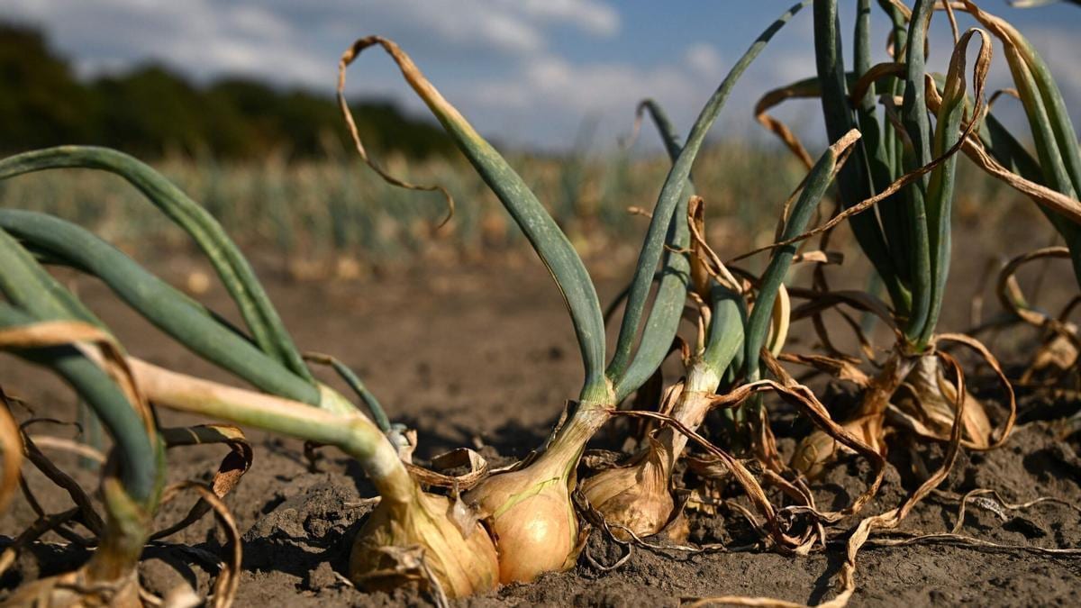 Fotografía que ilustra la noticia: El Niño amenaza con encarecer hasta un 15% las materias primas alimentarias y agravar los extremos climáticos