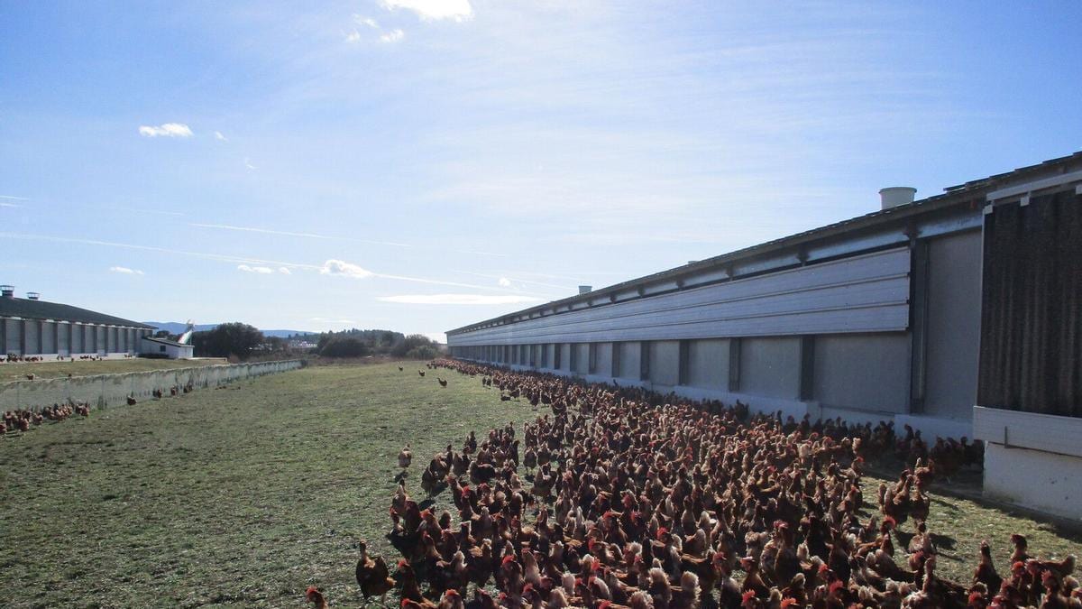Fotografía que ilustra la noticia: Huevos Guillén invertirá 200 millones y suprimirá todas las jaulas de sus granjas en cuatro años