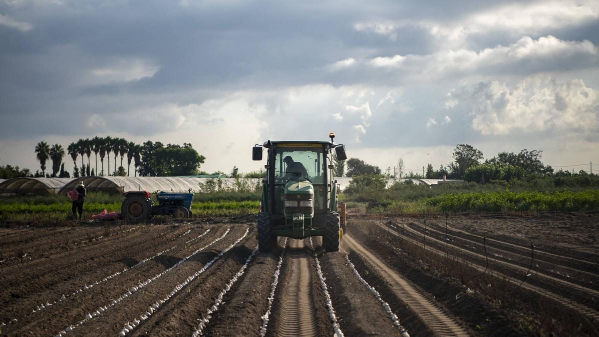 Fotografía que ilustra la noticia: La demanda dispara un 230% el consumo de calçots y los productores adelantan la campaña por el cambio climático