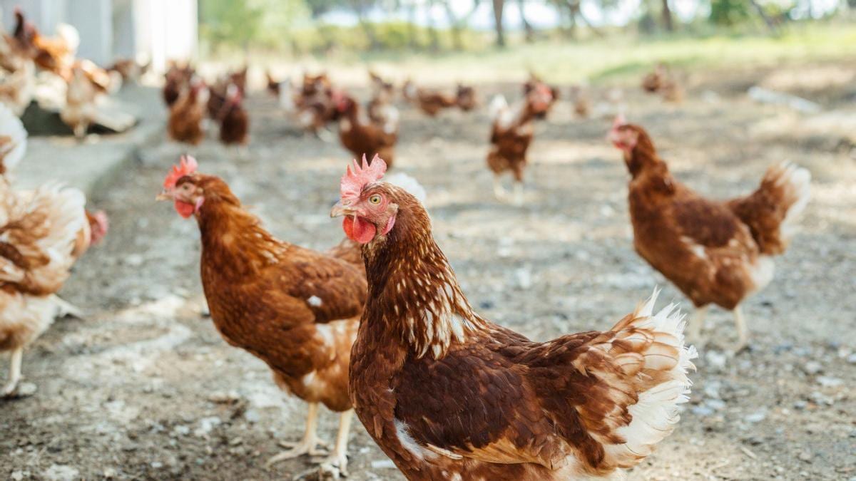 Fotografía que ilustra la noticia: La inflación castiga los básicos: los huevos suben un 85,6% desde 2021 mientras la vivienda duplica el IPC