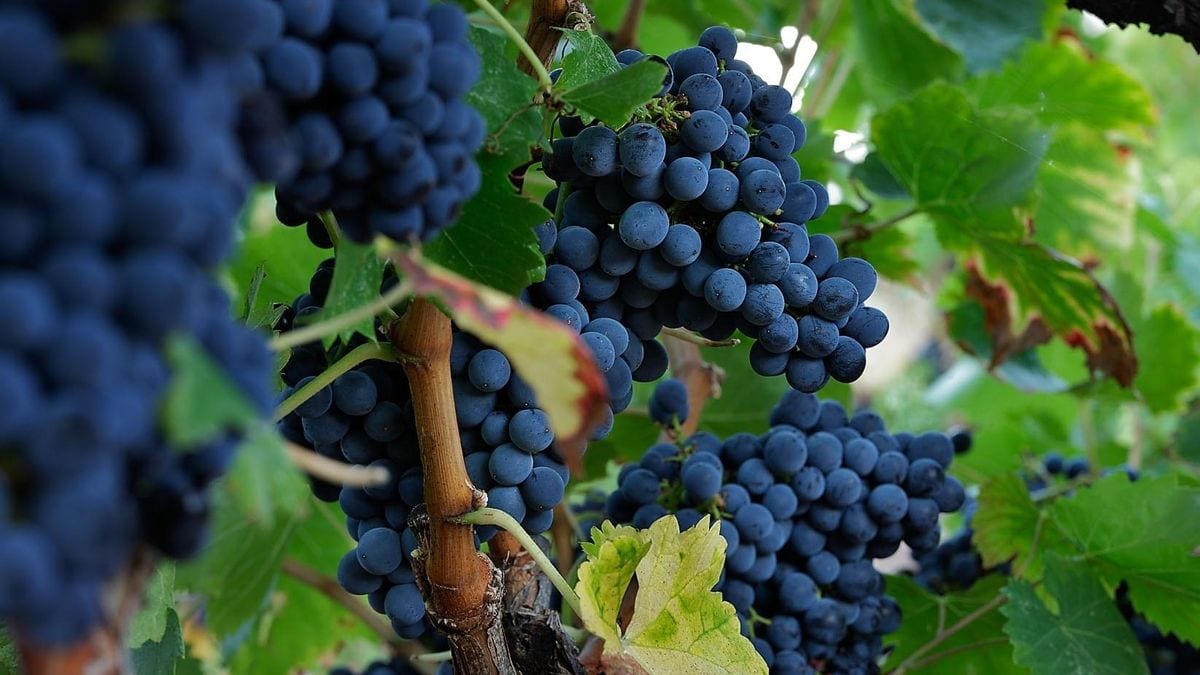 Fotografía que ilustra la noticia: La sequía obliga al vino español a reinventarse tras perder 100.000 hectáreas de viñedo en 15 años