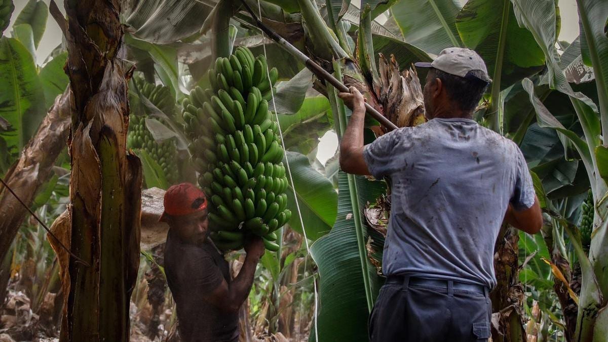 Fotografía que ilustra la noticia: Palca y Unión de Uniones piden la dimisión de Asprocan y las OPP por la crisis del plátano canario